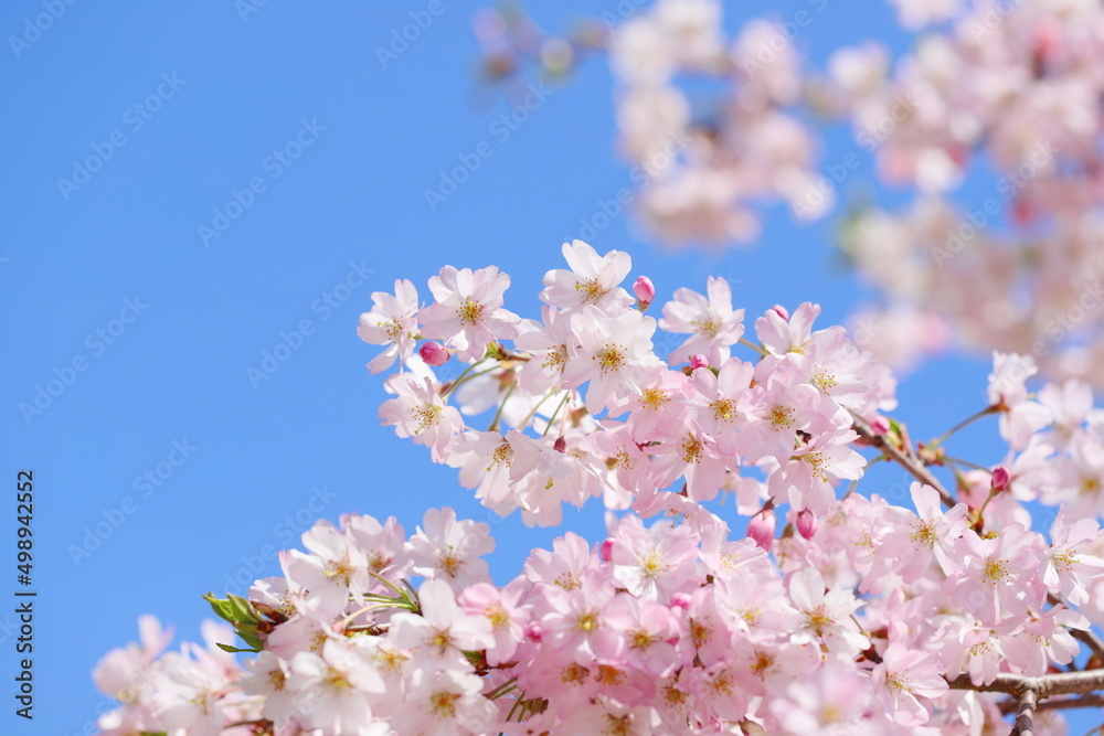 青空に映える満開の思川桜 青空に映える満開の思川桜