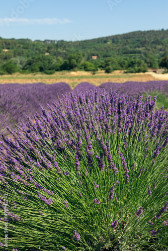Hillock lavender bushes green young stems  cheerful  gently purple clusters of flowers stretch towards Provencal sun in summer   Vaucluse  France  vertical photo 