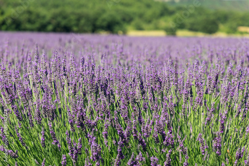 Endless fields of young French lavender pale purple clusters of flowers, delicate lime green leaves stems. Vaucluse, Provence, France