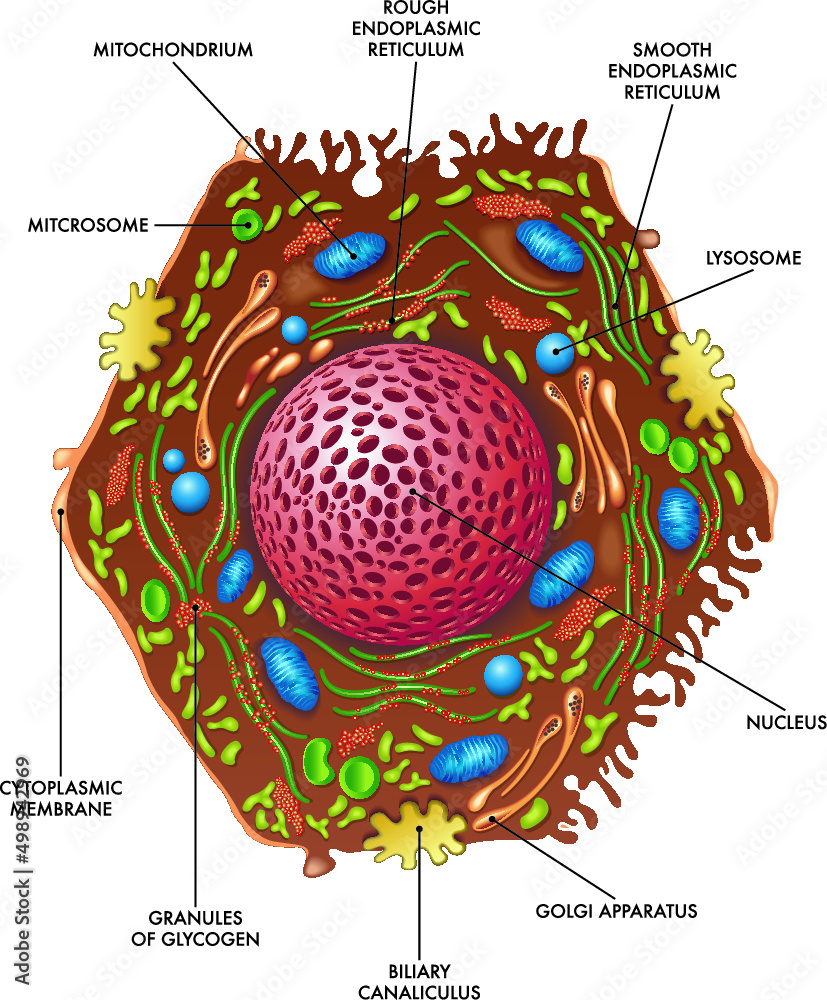 Medical illustration of liver cell structure. Stock Vector | Adobe Stock