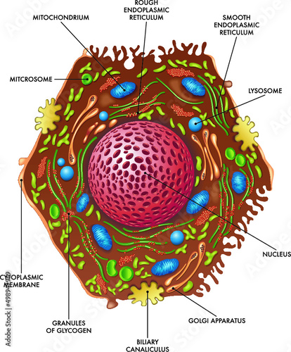 Medical illustration of liver cell structure.