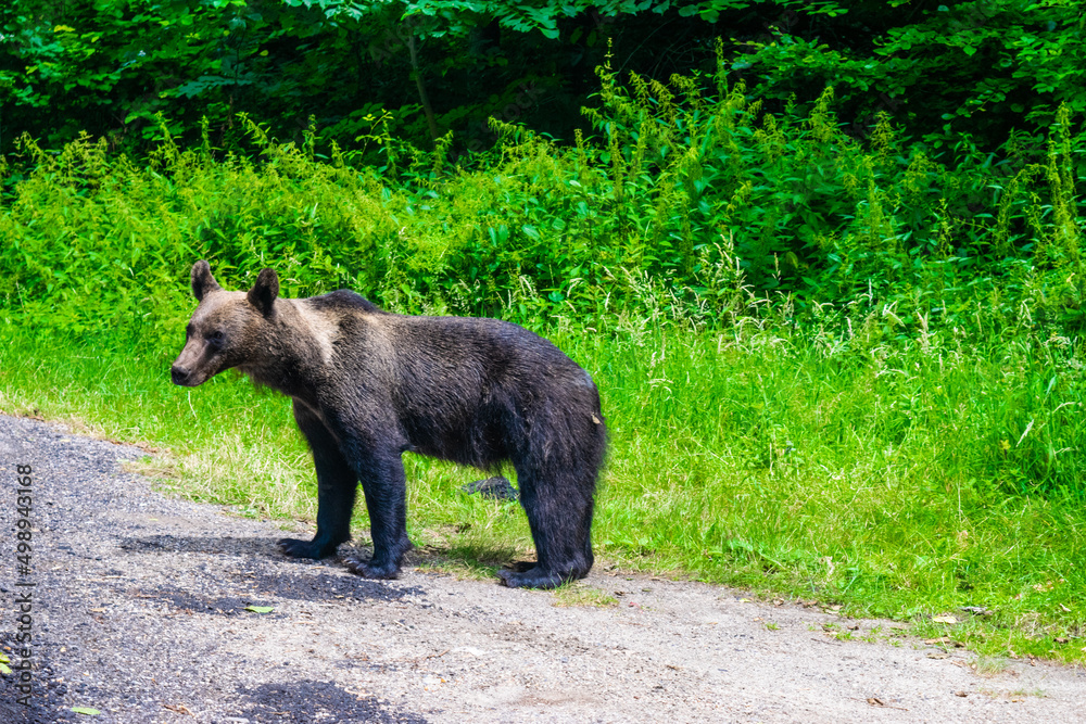 Brown bear on side of Transfagarasan Highway. Wild bears come to famous tourist high road in anticipation of food from tourists. Romania Brown bear on side of Transfagarasan Highway. Wild bears come to famous tourist high road in anticipation of food from tourists. Romania