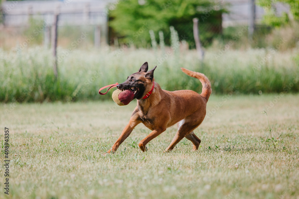 The Belgian Shepherd dog, The Malinois running and playing  in summer