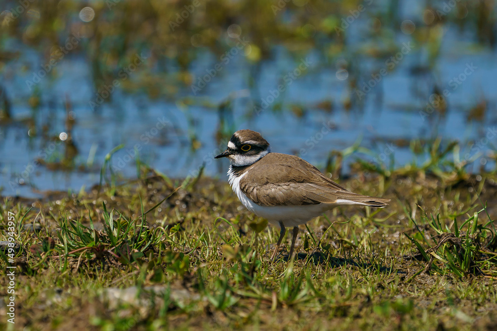 little ringed plover in natural habitat (Charadrius dubius)