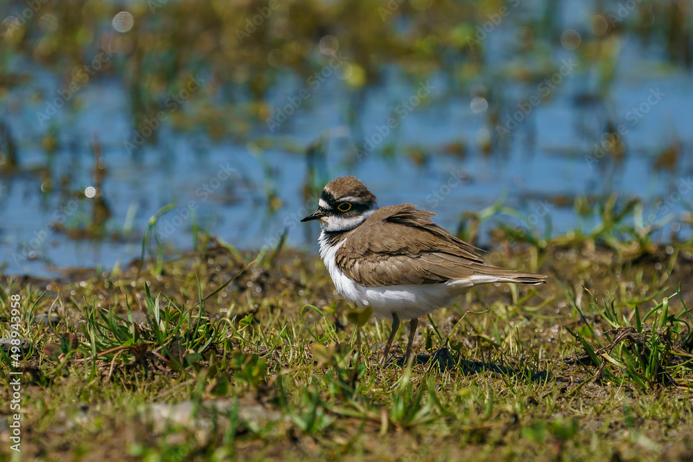 little ringed plover in natural habitat (Charadrius dubius) little ringed plover in natural habitat (Charadrius dubius)