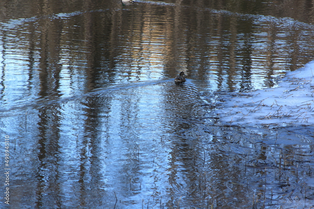 duck floating in water - Eiksmarka, Bogstadvannet duck floating in water - Eiksmarka, Bogstadvannet