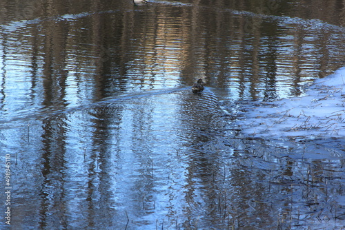 duck floating in water - Eiksmarka, Bogstadvannet