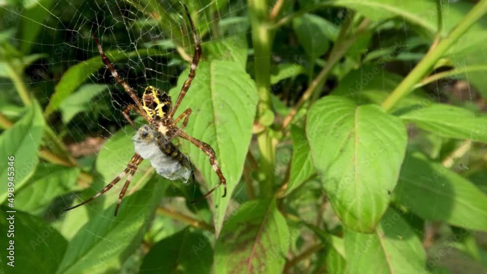 A spider has a combination of yellow, black, and brown colors, is catching its prey A spider has a combination of yellow, black, and brown colors, is catching its prey