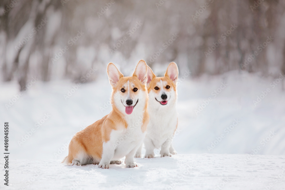 Corgi dog in winter snowing park