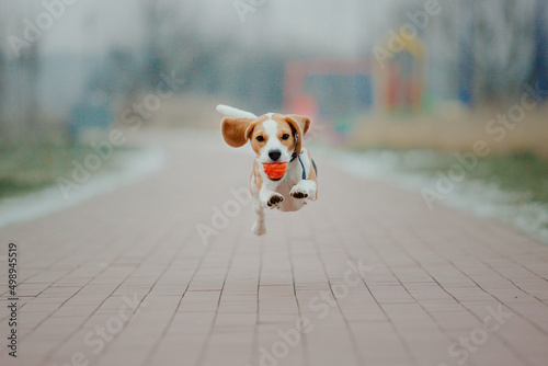 Beagle dog portrait on nature background