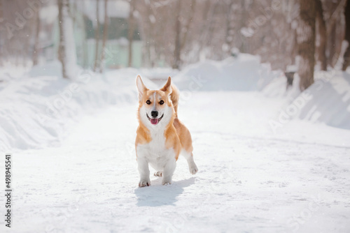 Corgi dog in winter snowing park