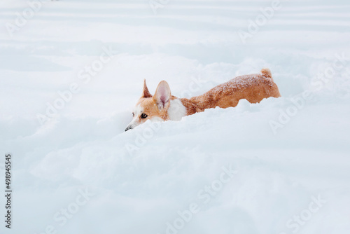 Corgi dog in winter snowing park