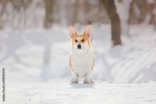 Corgi dog in winter snowing park