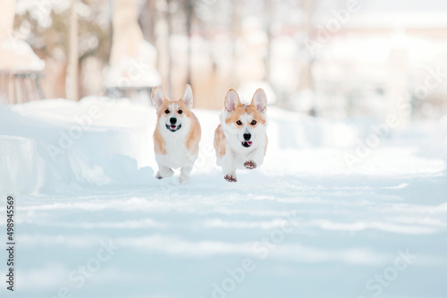 Fototapeta Naklejka Na Ścianę i Meble -  Corgi dog in winter snowing park
