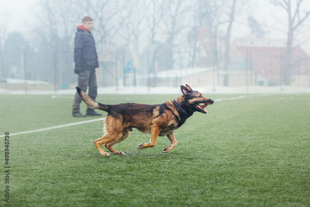 Working Belgian shepherd malinois dog running full speed