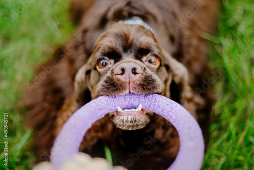 Εκτύπωση καμβά American cocker spaniel dog playing