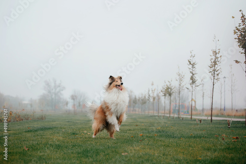 The Rough Collie dog in autumn