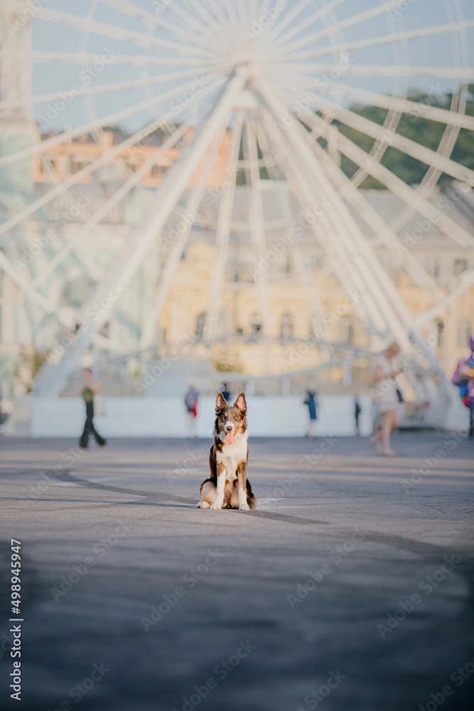 Border collie dog at the city 
