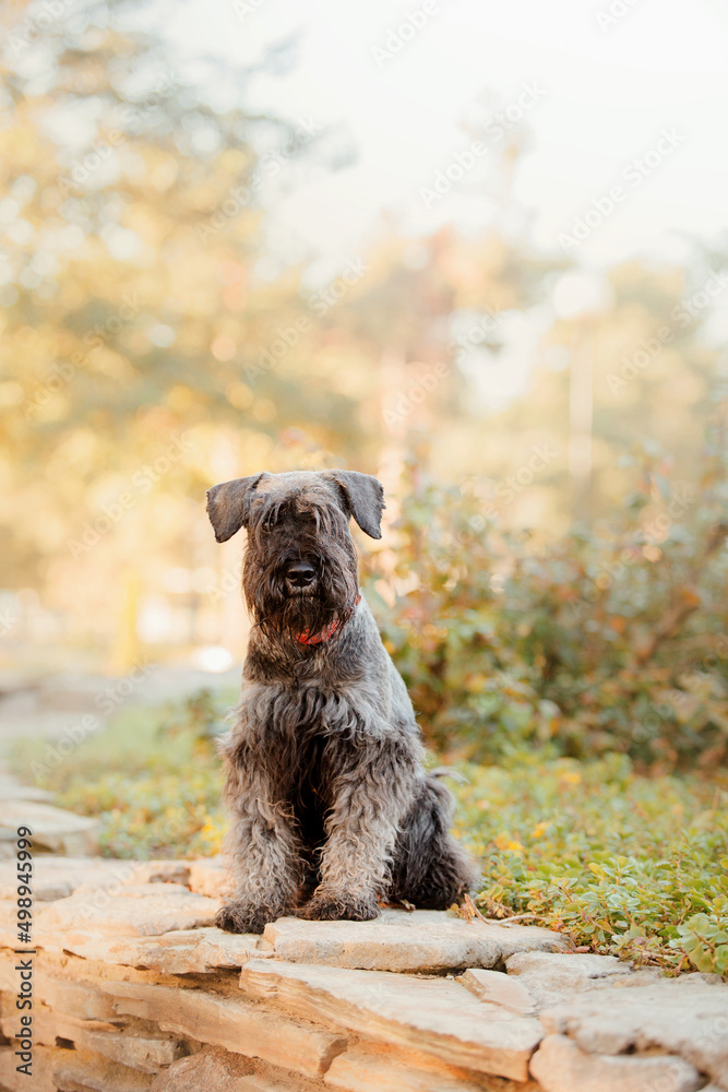 Miniature Schnauzer dog at Autumn park Miniature Schnauzer dog at Autumn park