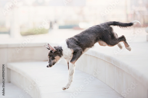 Border Collie puppy outdoor © OlgaOvcharenko