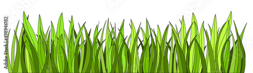 Seamless fresh green grass on white background, vector illustration