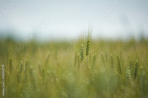 wheat field in summer  with one piece of wheat in focus the others blurred