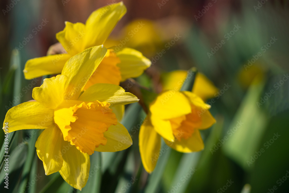 Narcissus flowers. Beautiful yellow daffodils on a green background. Yellow Easter blooming narcissus flowers, spring flower banner. Beautiful Panoramic Spring Background With Daffodil Flowers Narcissus flowers. Beautiful yellow daffodils on a green background. Yellow Easter blooming narcissus flowers, spring flower banner. Beautiful Panoramic Spring Background With Daffodil Flowers