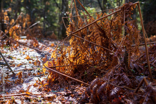 a yellow dried fern in the forest is illuminated by the rays of the sun © КАРАОКЕ КЛУБ ТуЛуЛа