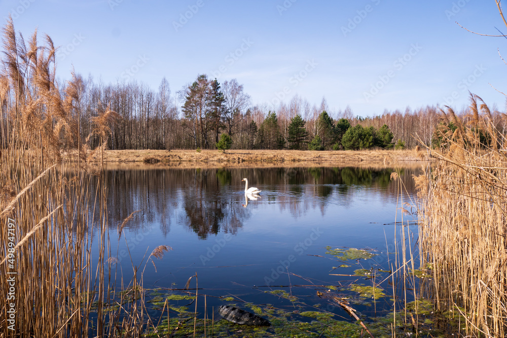 a lone swan swims on the lake looking through the coastal vegetation