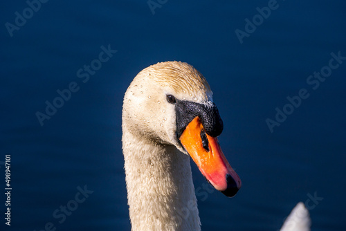 wildlife, bthe swan's head is slightly turned water drops splashes orange beak yellow dirty head photo