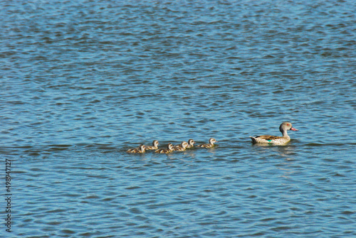 Fototapeta BIRDS- Africa- A Mottled Mallard Swimming With Her Chicks