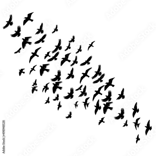 flying birds silhouette  isolated on white background vector