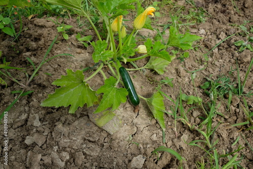 FU 2021-07-25 ObstGrill 61 Auf dem Feld wächst eine Zucchinipflanze