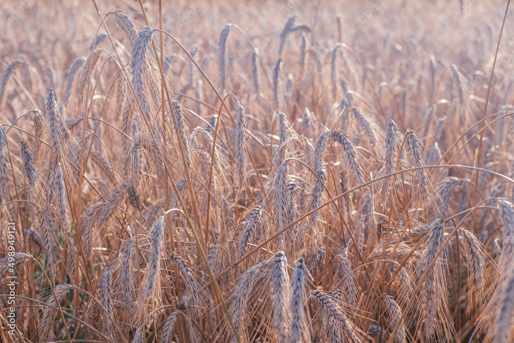 Fototapeta premium Rural scenery of dry ripe rye spicas of meadow field in sunny summer. Agriculture, organic food production, harvest, healthy food, botany, nature, wallpaper concept. Soft focus, copy space