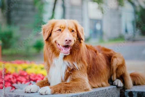 Tableau sur toile Nova Scotia Duck Tolling Retriever dog