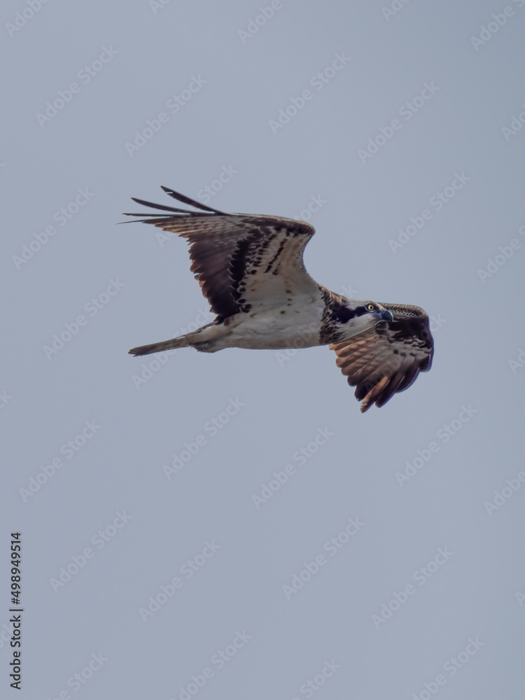 Fototapeta premium osprey in flight