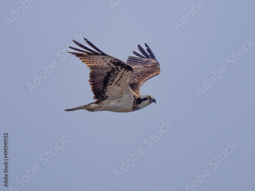 osprey in flight