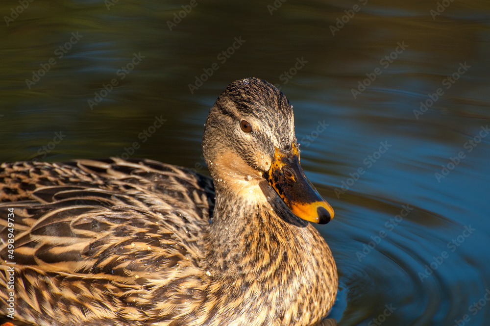 Fototapeta premium duck on the water