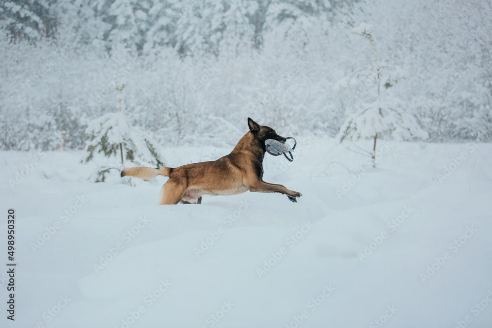 Belgian Shepherd Dog (Malinois dog) in winter. Snowing background. Winter forest