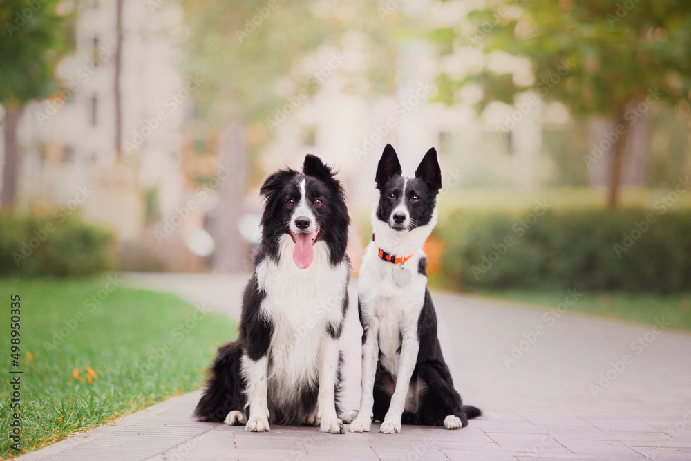 Two Border Collie dogs together
