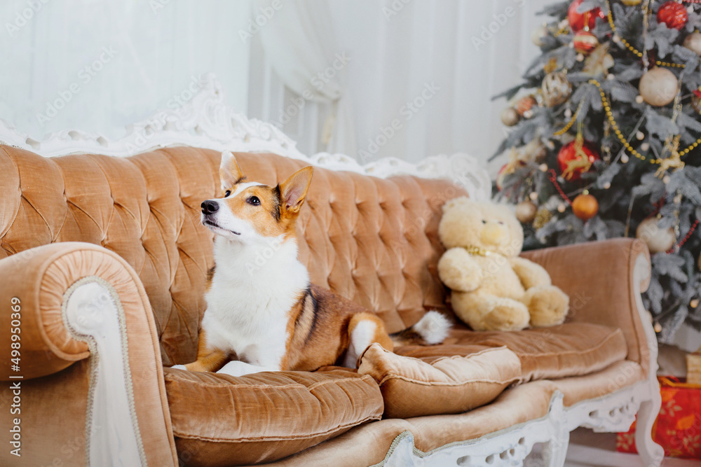 Cute dog near christmas tree. Dog is waiting for a holiday at home. Happy New Year and Merry Christmas!