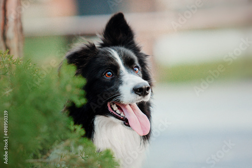 Border Collie Dog © OlgaOvcharenko