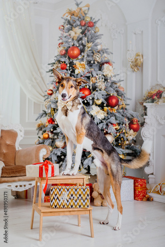 Cute dog near christmas tree. Dog is waiting for a holiday at home. Happy New Year and Merry Christmas!