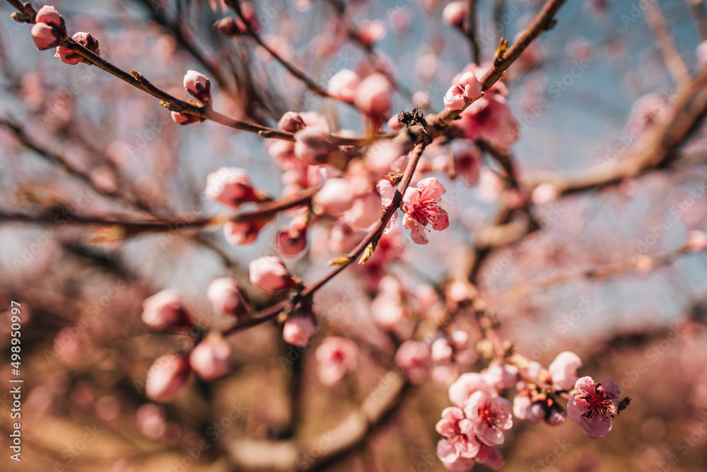 blooming peach trees blooming peach trees