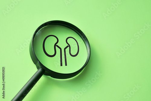 Silhouette of kidneys under a magnifying glass. Symbol of diagnosis of kidney diseases photo