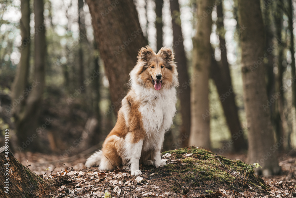 Collie Hund sable white Junghund im Wald Outdoor sitzend Collie Hund sable white Junghund im Wald Outdoor sitzend