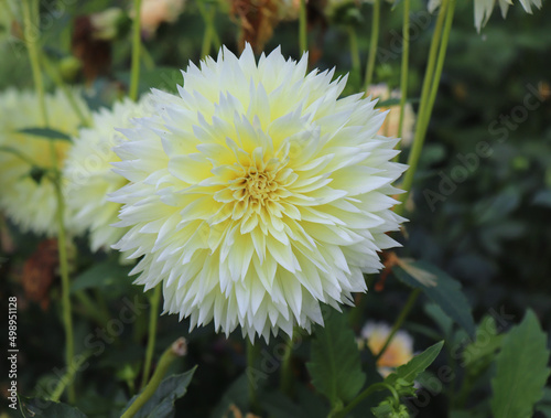 Canary Fubuki.They are blooming yellow dahlia in the garden. Dahlia is a genus of bushy  tuberous  herbaceous perennial plants native to Mexico.Blurred background.