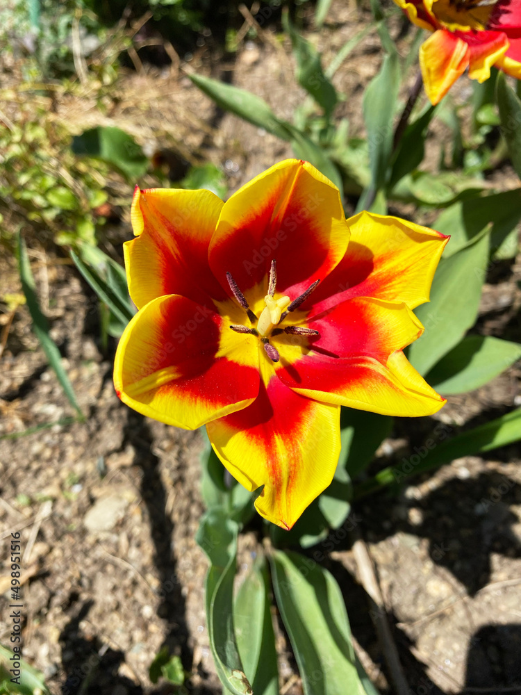 beautiful Tulip Lilac Wonder, top view. red and yellow flower. beautiful Tulip Lilac Wonder, top view. red and yellow flower.
