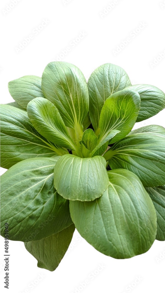 Bok Choy Vegetable isolated, on white background Bok Choy Vegetable isolated, on white background