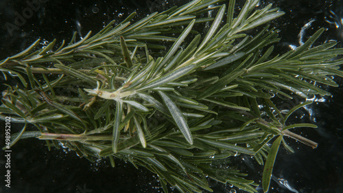 Falling fresh rosemary into...
